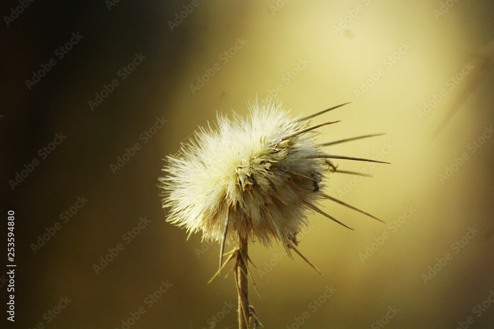 dandelion on black background