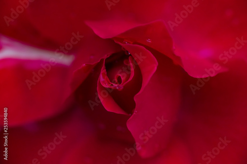 Flower and beautiful petals