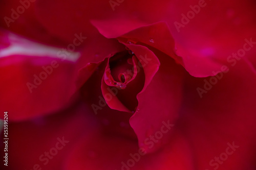 Flower and beautiful petals
