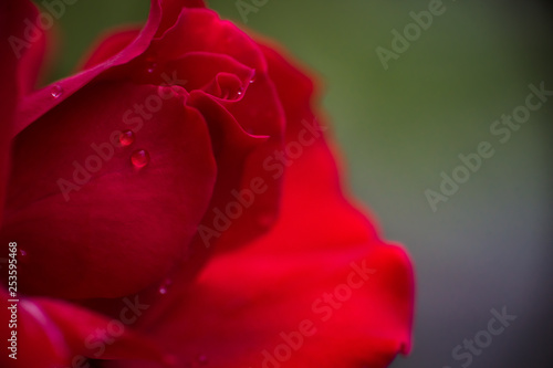Flower and beautiful petals