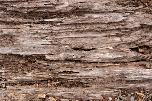 rotting tree wood texture photo