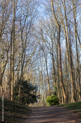 Fototapeta Naklejka Na Ścianę i Meble -  Winter Trees in the Public Gardens, Saint Omer, France