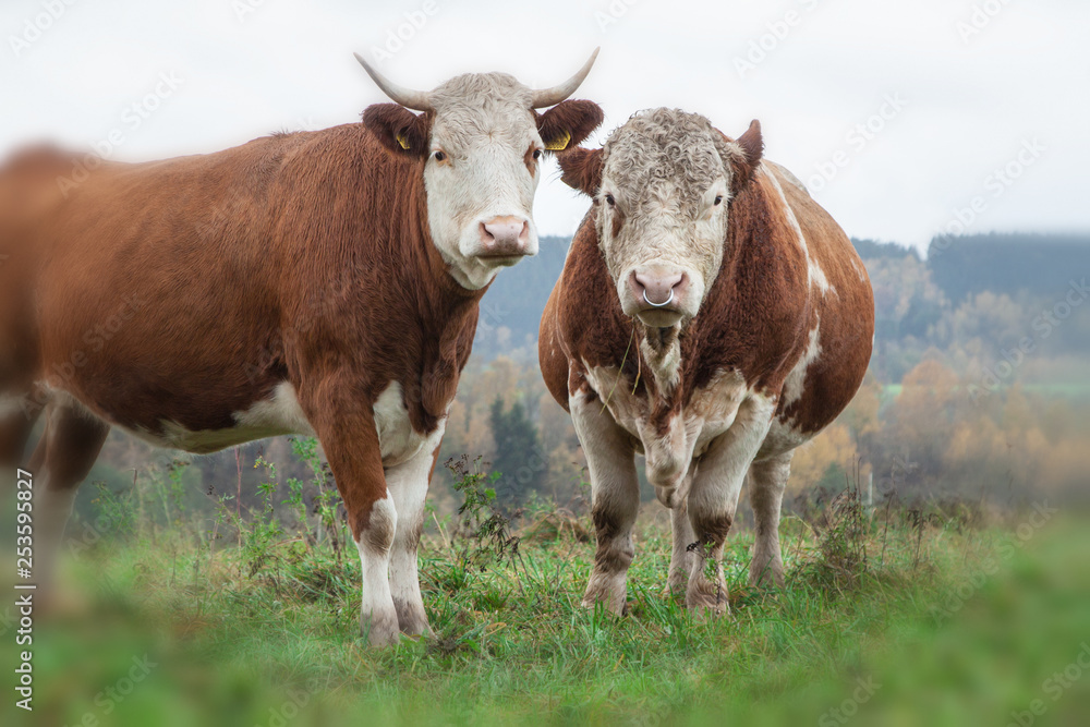 cow and beige on the pasture
