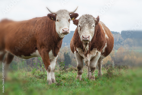 cow and beige on the pasture