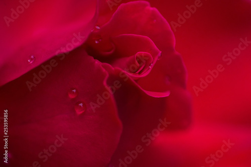 Flower and beautiful petals
