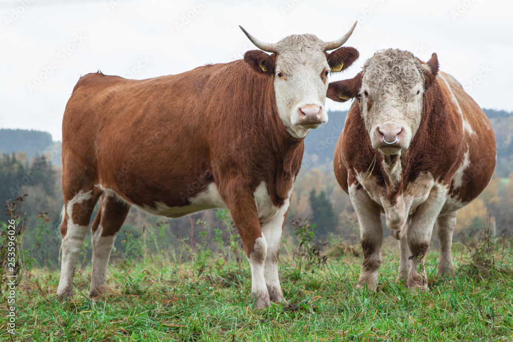 cow and beige on the pasture