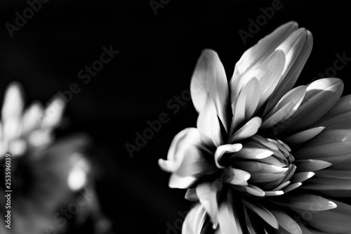 Black and white dahlia