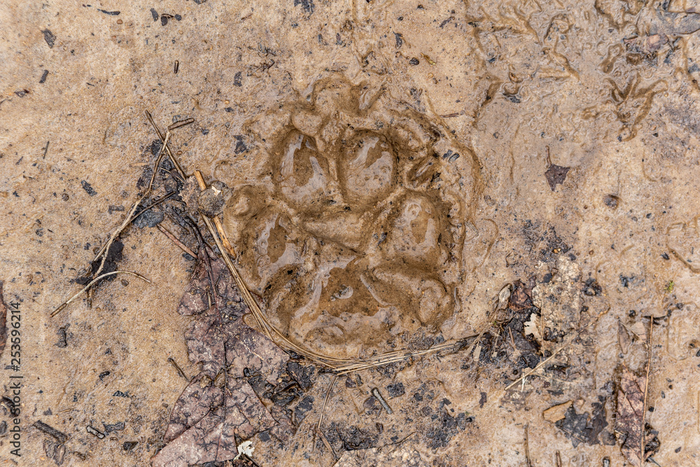 dog paw print in mud Stock Photo Adobe Stock