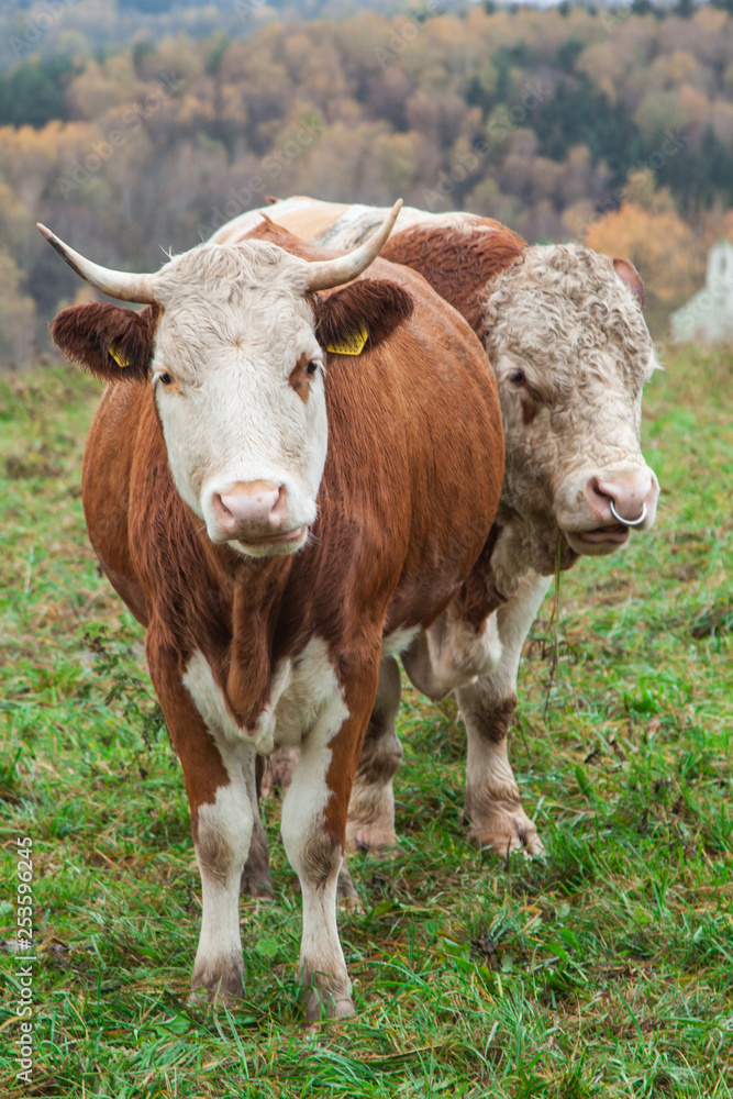 cow and beige on the pasture