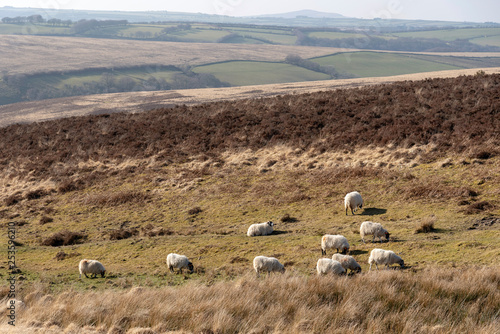 Exmoor National Park, Somerset, England, UK. March 2019. Sheep grazing on open land of Exmoor close to Simonsbath a hamlet in this national park. photo