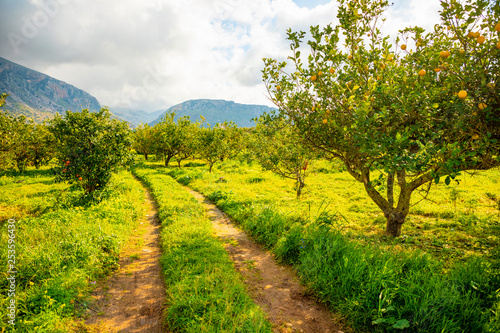 Lemon trees in a citrus grove in Sicily, Italy