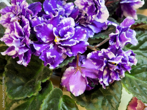 blooming houseplants  flowers violets