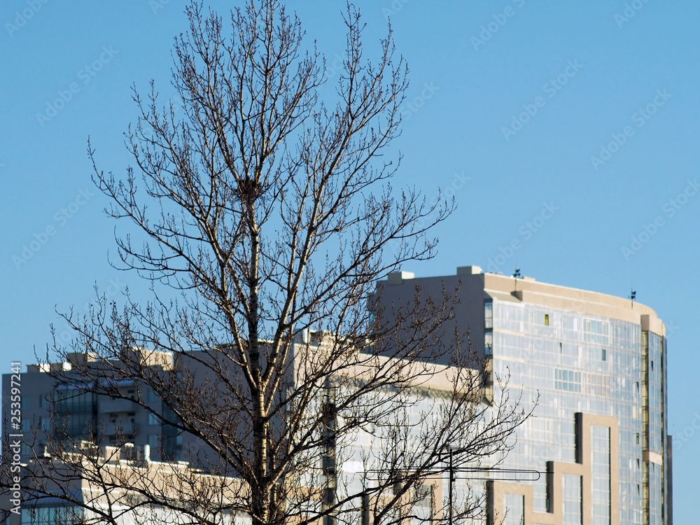 Tree with nest and buildings against the blue sky Tree with nest and buildings against the blue sky