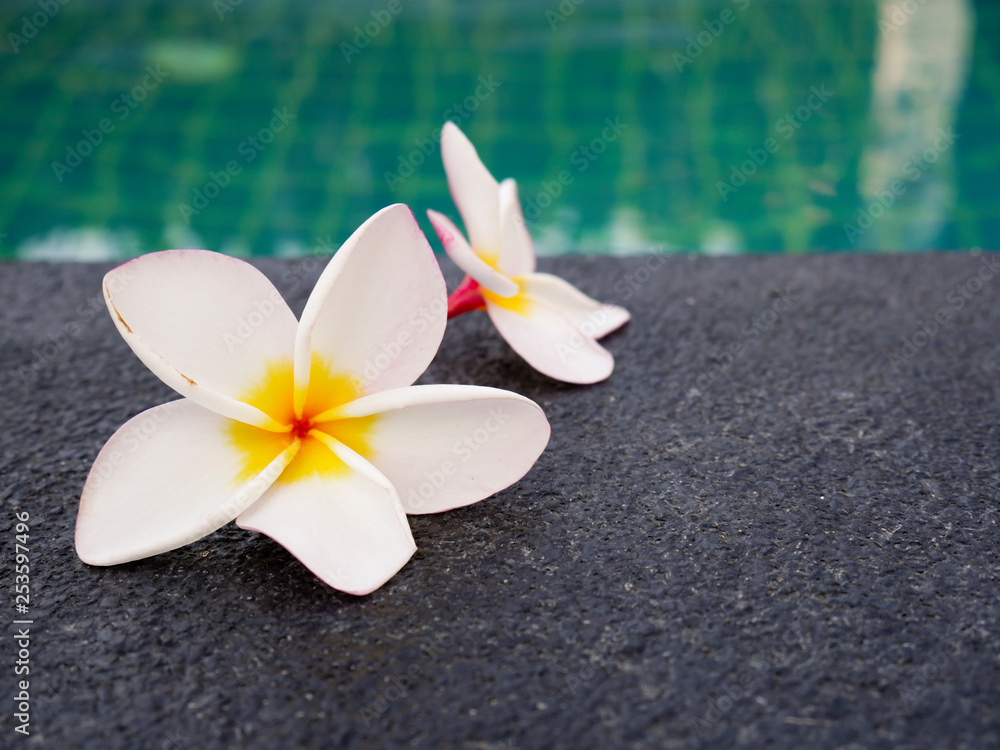 Plumeria flowers are placed on the edge of the pool. Plumeria flowers are placed on the edge of the pool.