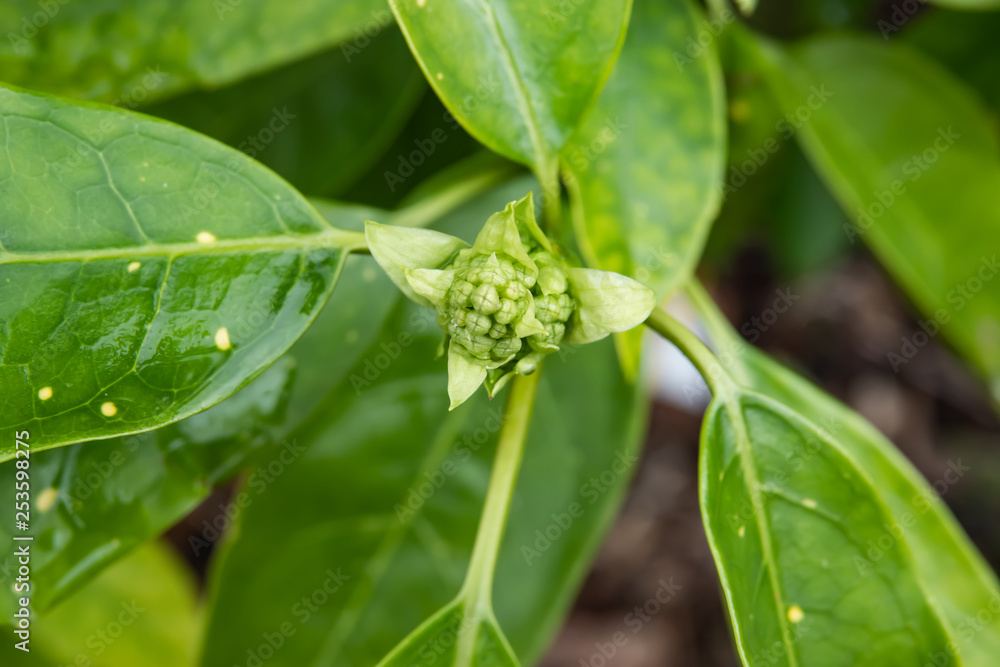 Spotted Laurel Flower Buds in Winter Spotted Laurel Flower Buds in Winter