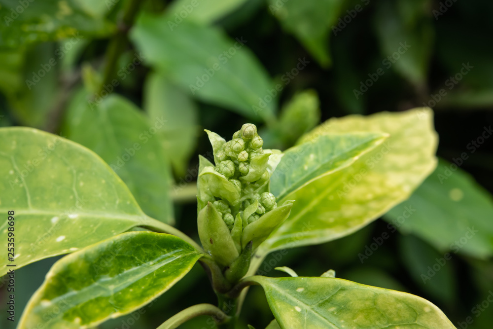 Spotted Laurel Flower Buds in Winter