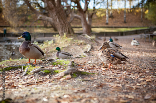 Ducks standing in city park