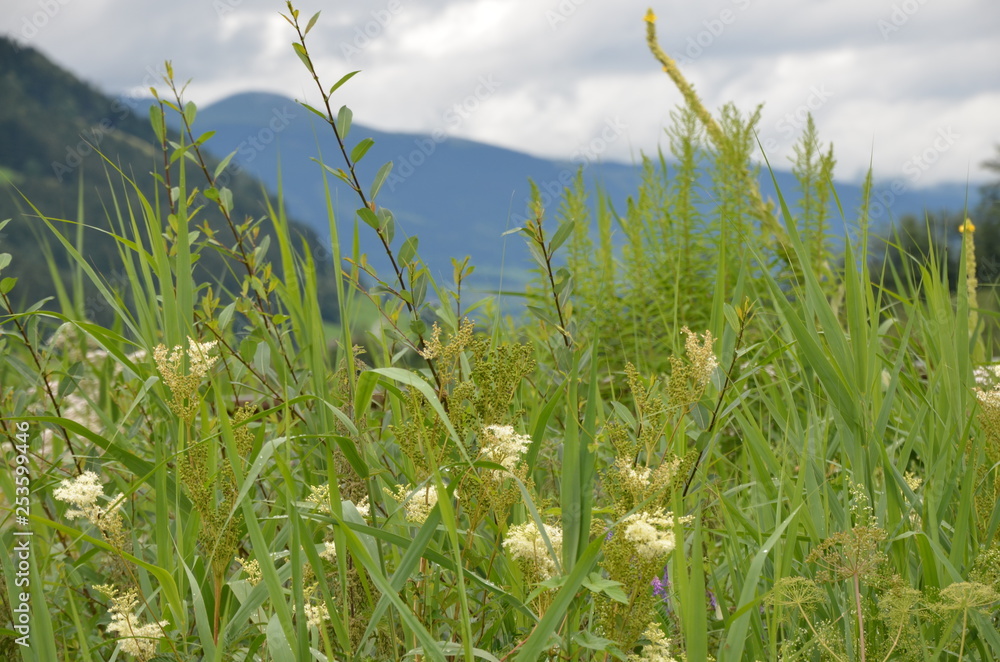 Fototapeta premium Österreicher Alpen