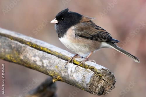 Dark-eyed Junco perched on a broken branch in the wind