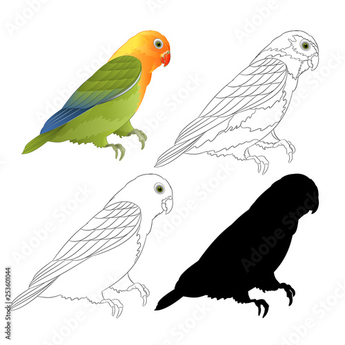 Agapornis lovebird parrot tropical bird  natural and outline and silhouette on a white background vector illustration editable hand draw