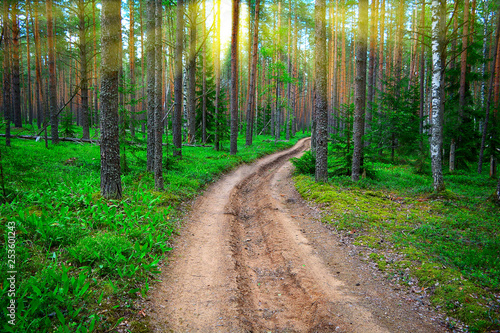 Forest dirt road. Bright sun rays shine through the pines. Pine forest landscape.