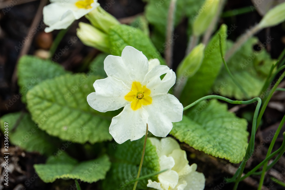 White Primrose Flower in Bloom in Winter White Primrose Flower in Bloom in Winter