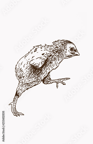 Graphical vintage sketch of chick , vector illustration, bird