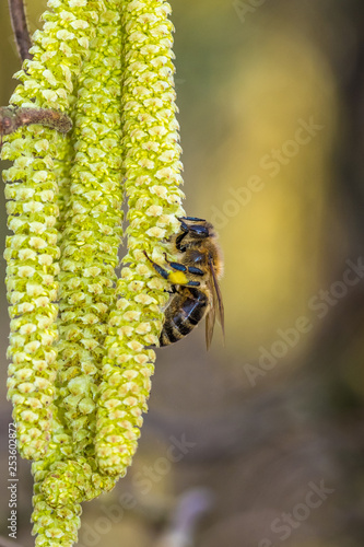 pszczoły na kwiatach leszczyny