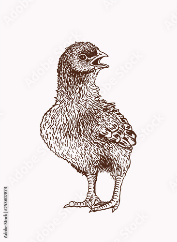 Graphical vintage sketch of chick , vector illustration, bird