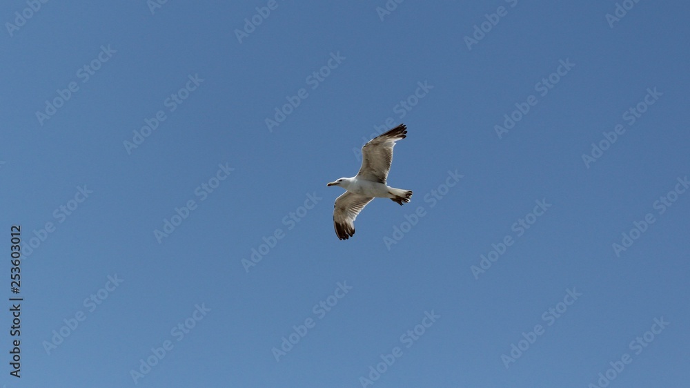 Obraz premium Gabbiano in volo