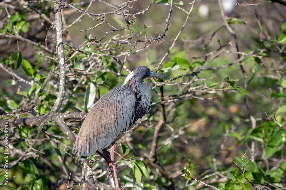 Fototapeta premium Great Blue Heron with bright blue beak