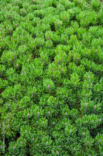 Green pine tree leaves texture natural backdrop