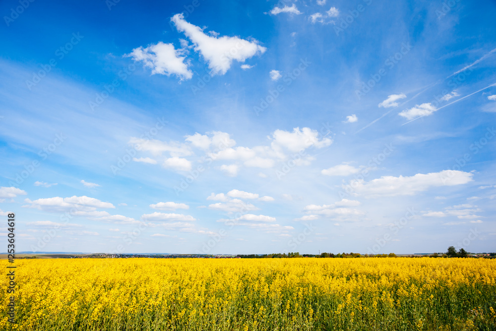 Vivid canola field in sunlight. Vivid canola field in sunlight.