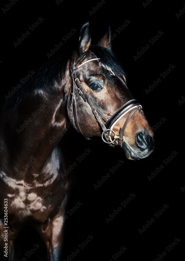 portrait of horse in low key at black background portrait of horse in low key at black background