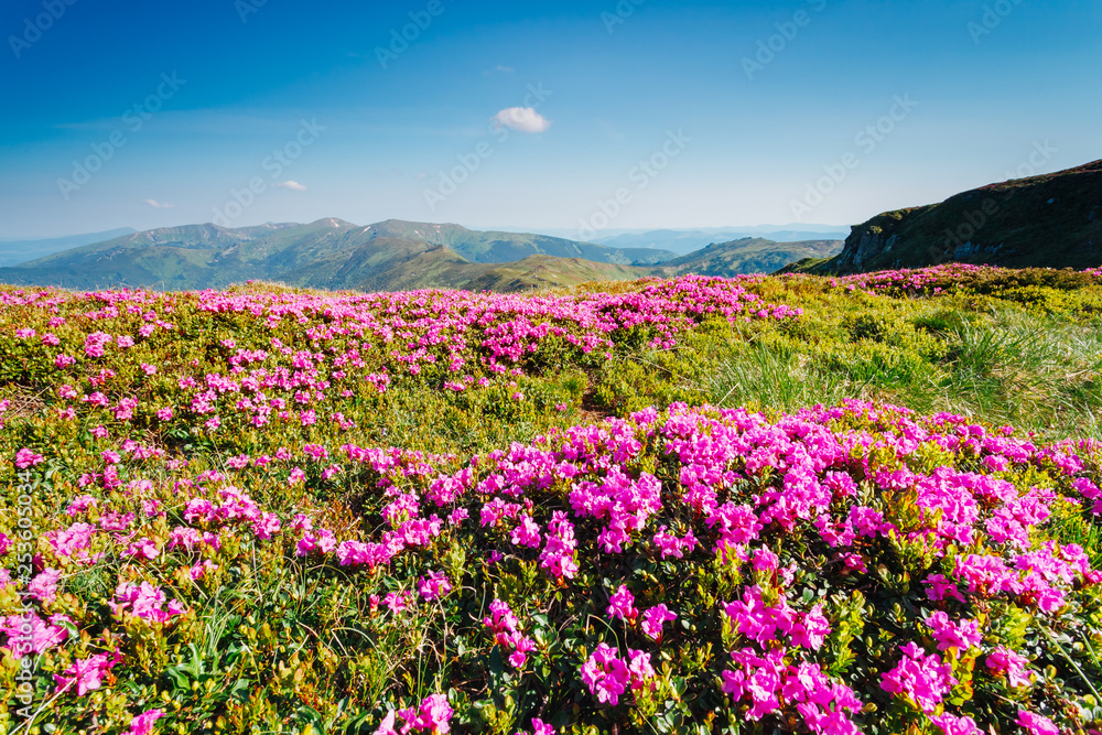 Captivating scene of the alpine valley in sunlight. Location place Carpathian Ukraine, Europe. Captivating scene of the alpine valley in sunlight. Location place Carpathian Ukraine, Europe.
