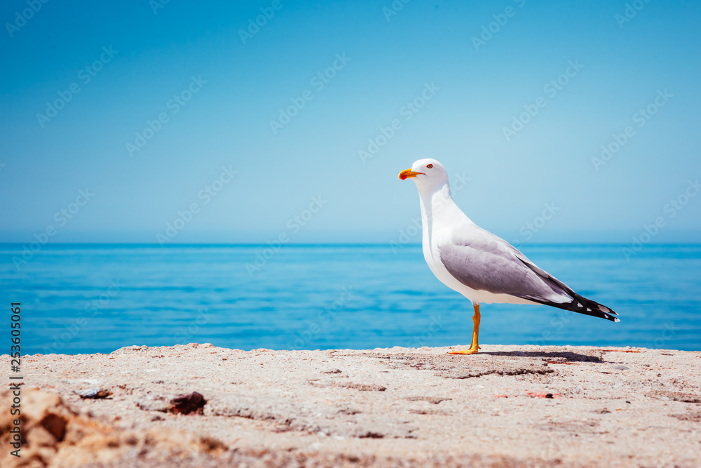 Bird's Nest on the Atlantic ocean. Unique pictures of wildlife.