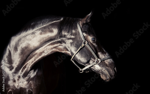 portrait of black sportive stallion around black background