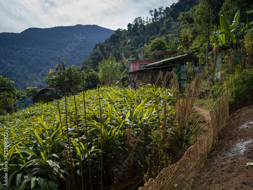 View of trees and plants, Radhu Khandu Village, Sikkim, India photo