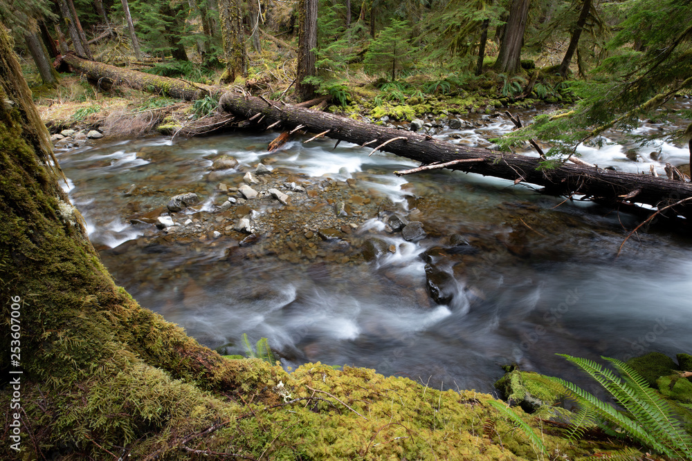 Obraz premium Olympic National Park, WA, USA. 