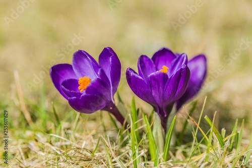 Beautiful bright fresh purple crocus, saffron flower, with orange pistils growing in green grass on a meadow, sunny spring day, blurry brown background