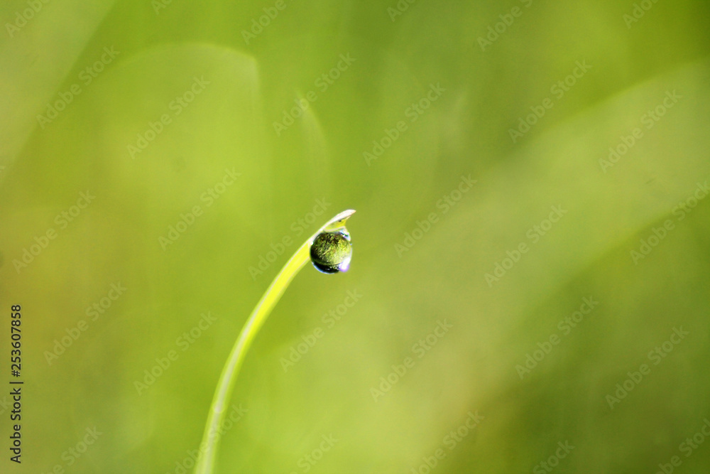 water droplet on the leaf with green backgroun water droplet on the leaf with green backgroun