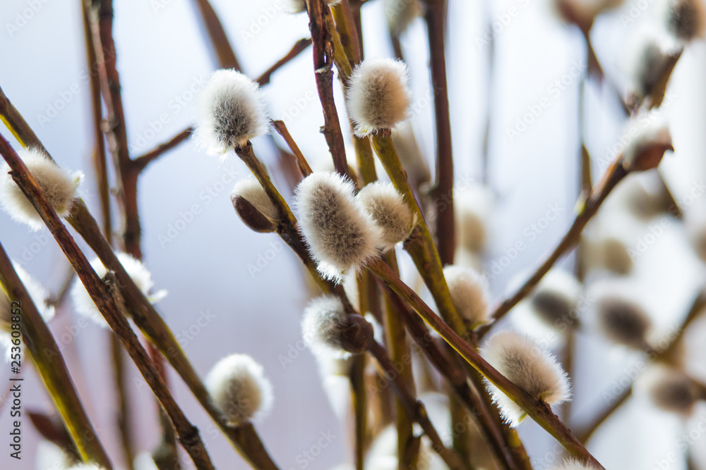 A willow twig. Spring bushes. Plants and trees. Nature A willow twig. Spring bushes. Plants and trees. Nature