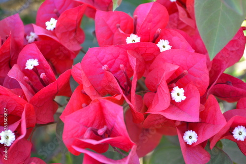 Bougainvillea