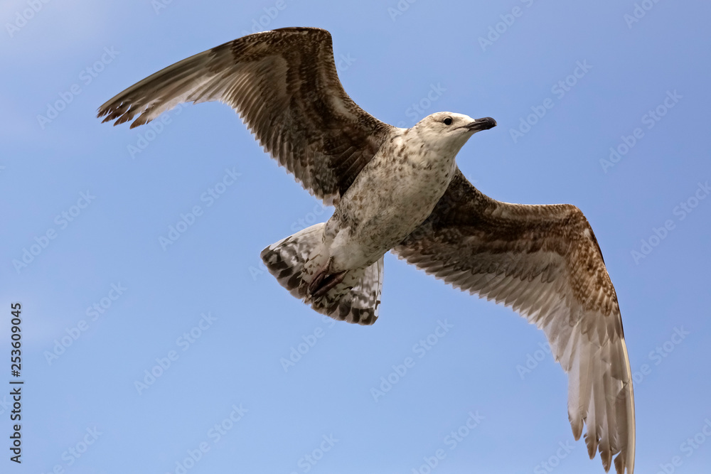 Obraz premium One gull is flying in a calm flight