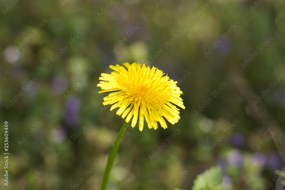 dandelion or celandine grow in a sunny meadow in spring and summer dandelion or celandine grow in a sunny meadow in spring and summer