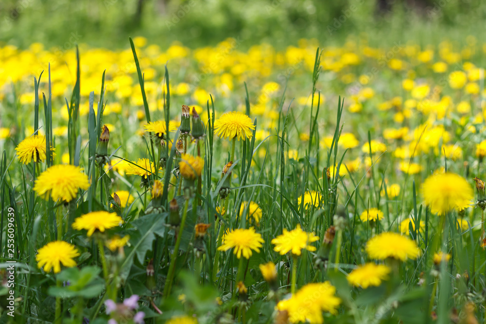 dandelion or celandine grow in a sunny meadow in spring and summer