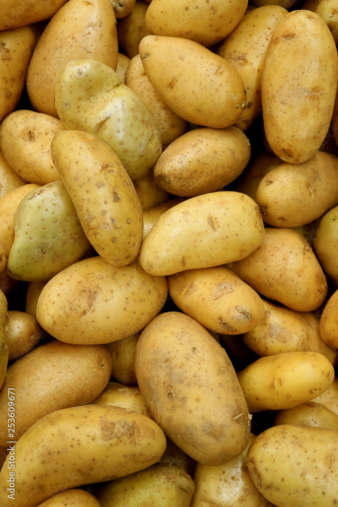 vertical Image of Heap of Fresh Law Potatoes, Top View for Background or Banner vertical Image of Heap of Fresh Law Potatoes, Top View for Background or Banner