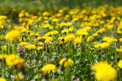 dandelion or celandine grow in a sunny meadow in spring and summer