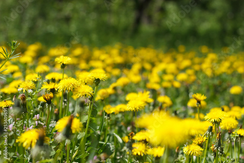 dandelion or celandine grow in a sunny meadow in spring and summer © Nastia