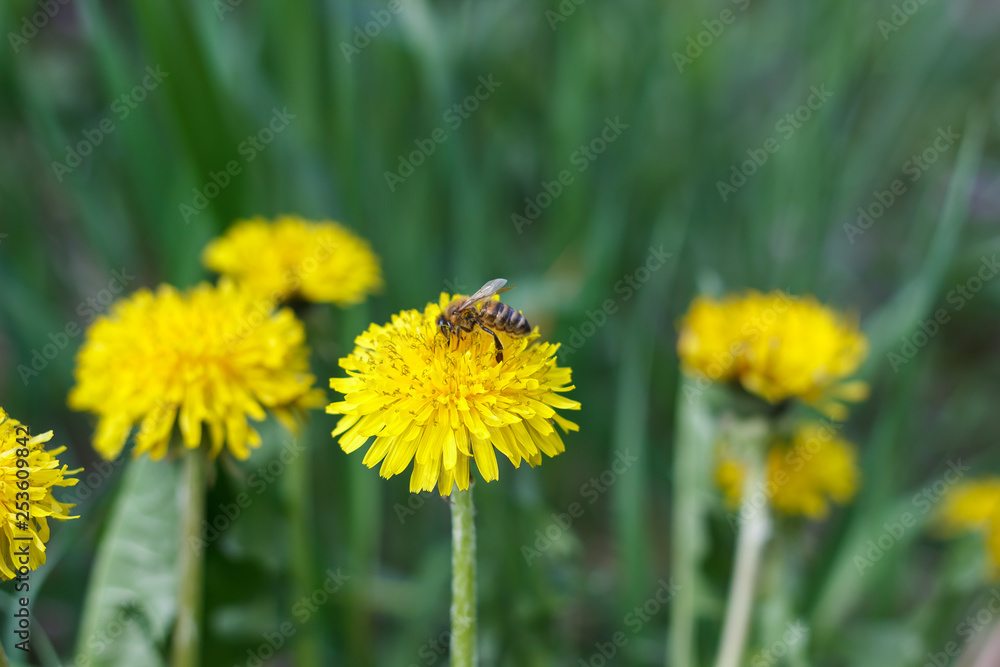 dandelion or celandine grow in a sunny meadow in spring and summer dandelion or celandine grow in a sunny meadow in spring and summer